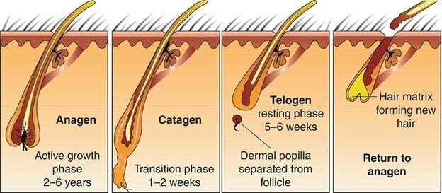 Phases of Beard Growth